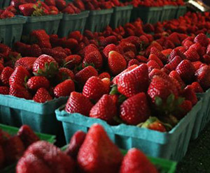 Spend Spring U-Picking Farm-Fresh Produce