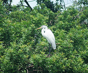 Best Birdwatching Spots in Sarasota County