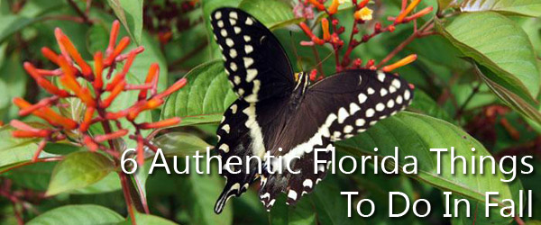 6 Authentic Florida Things To Do In Fall